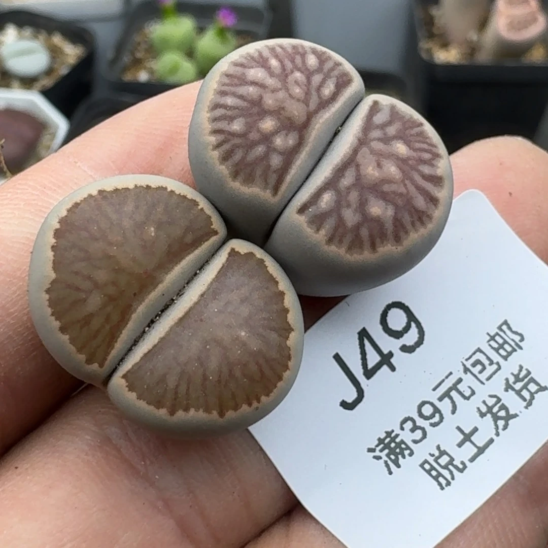 49哈哈哈哈哈哈哈哈哈