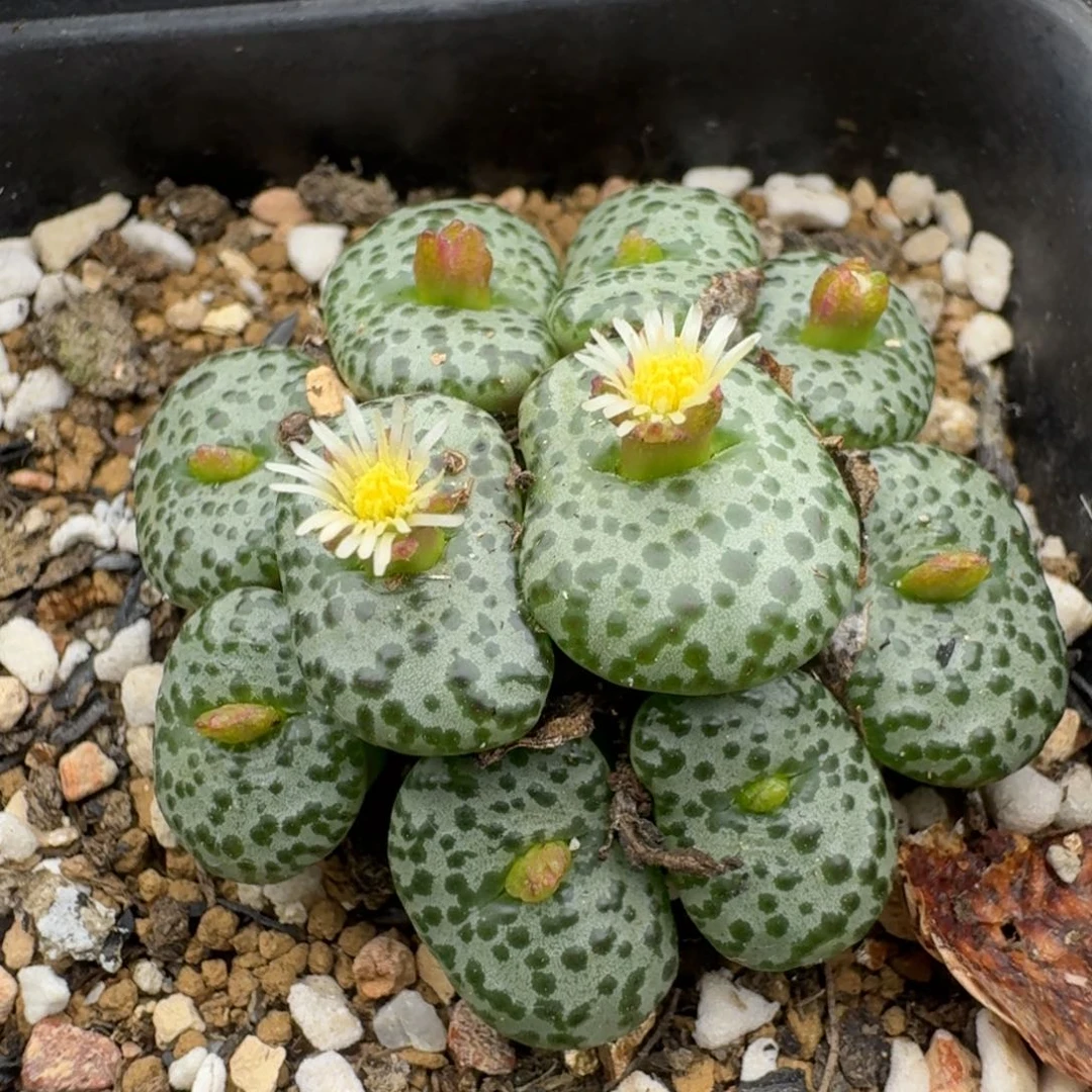 39包邮433福利111111