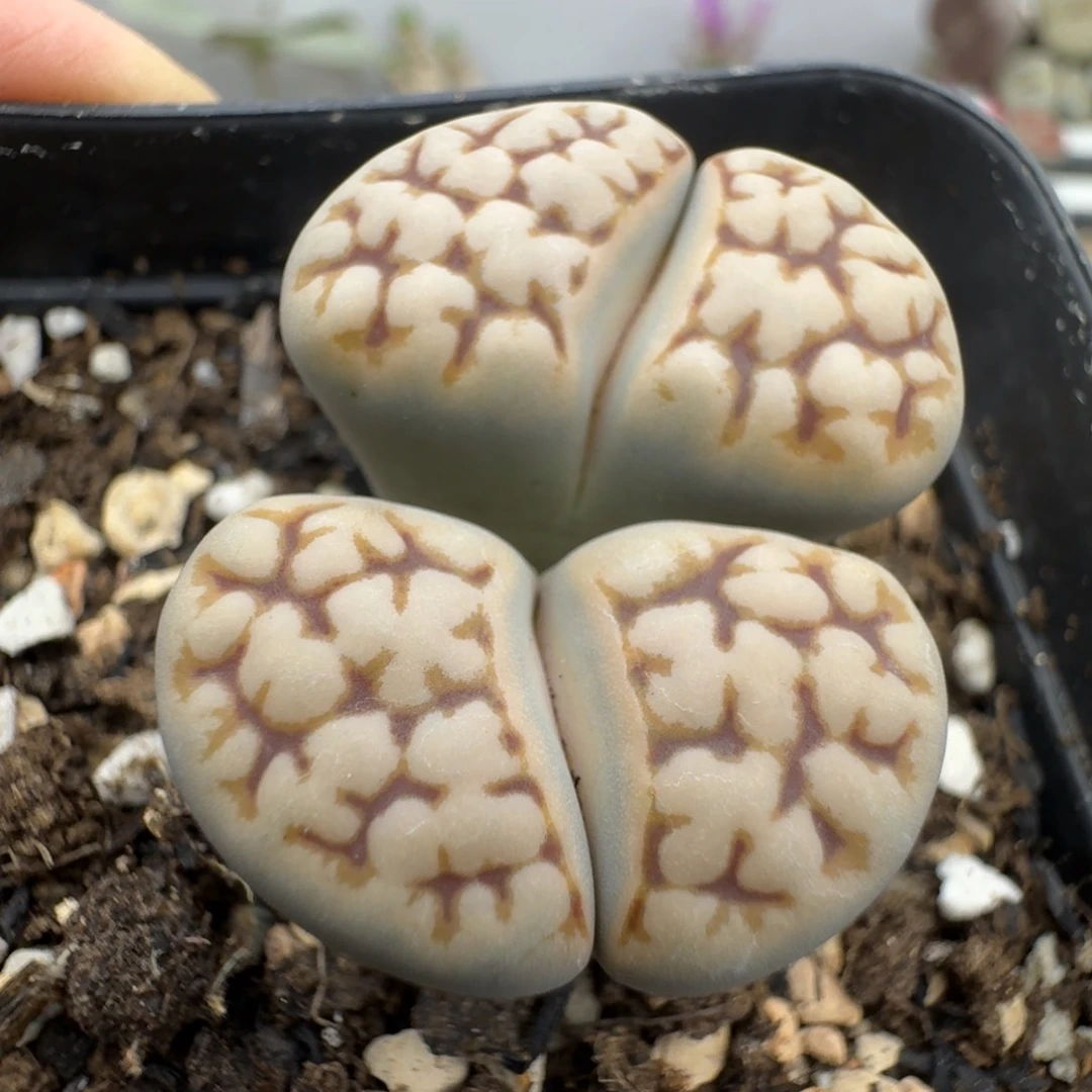 39包邮894福利111111