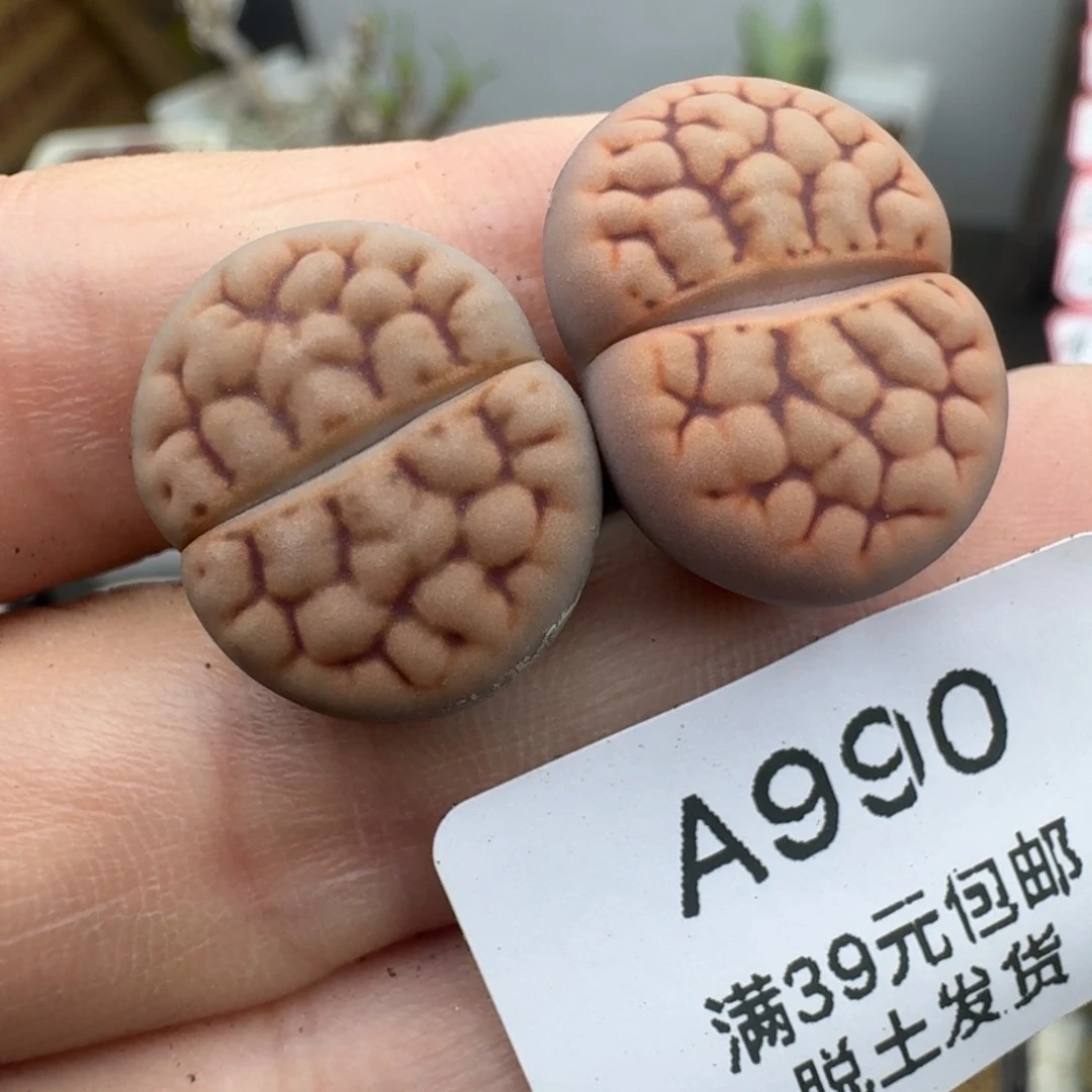 39包邮990露美玉福利11111