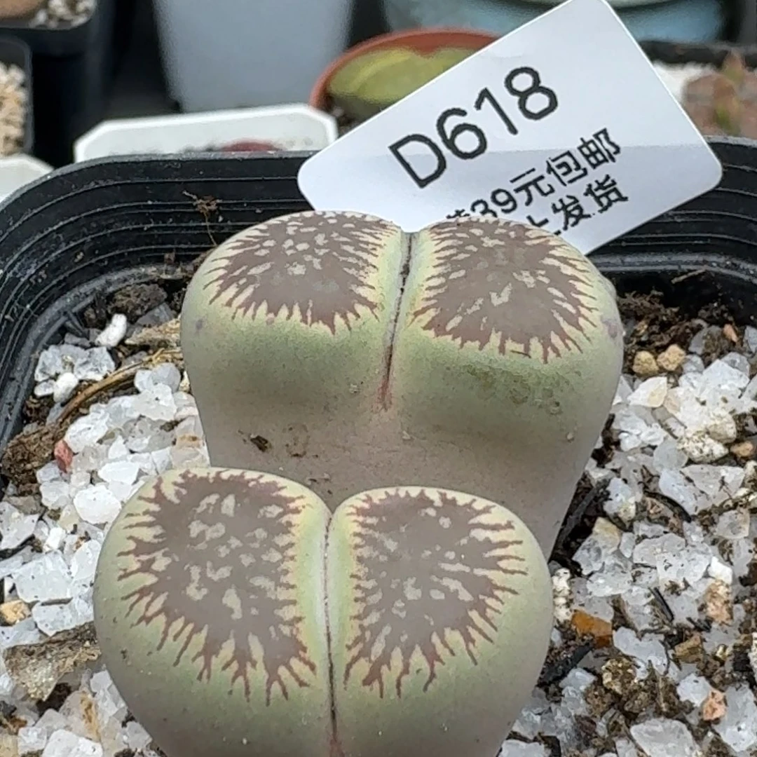 618哈哈哈哈哈哈哈哈哈哈哈