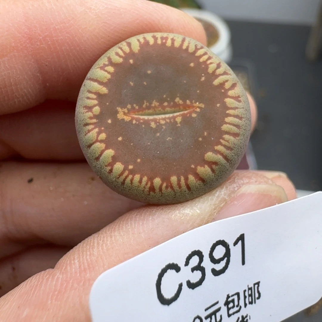 39包邮391福利11111