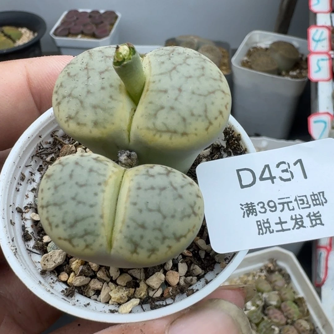 431哈哈哈哈哈哈哈