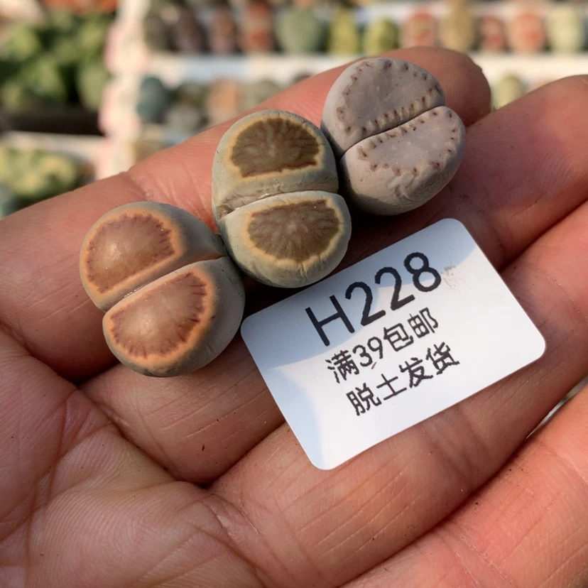 【闪购商品】228号