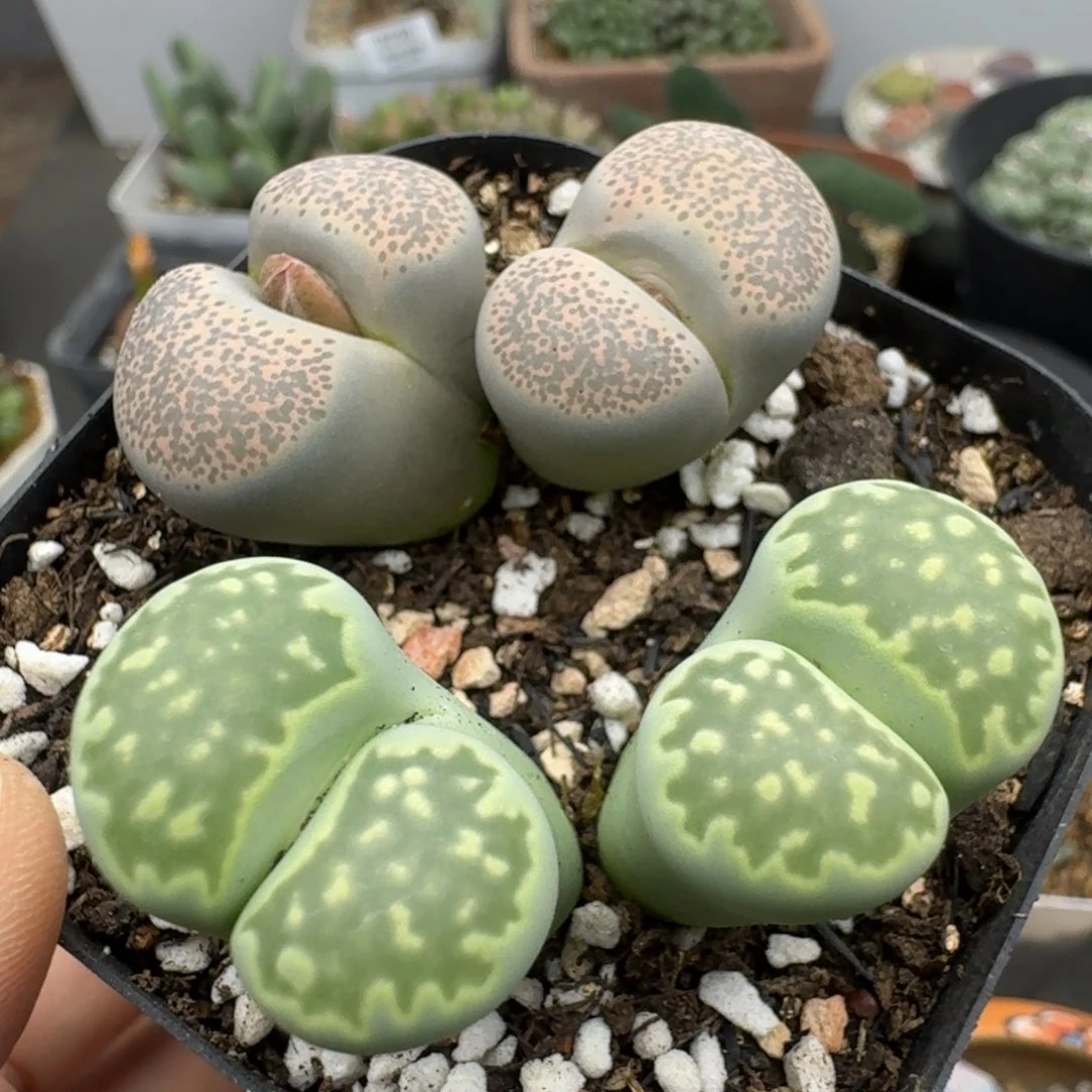 39包邮204福利腿长