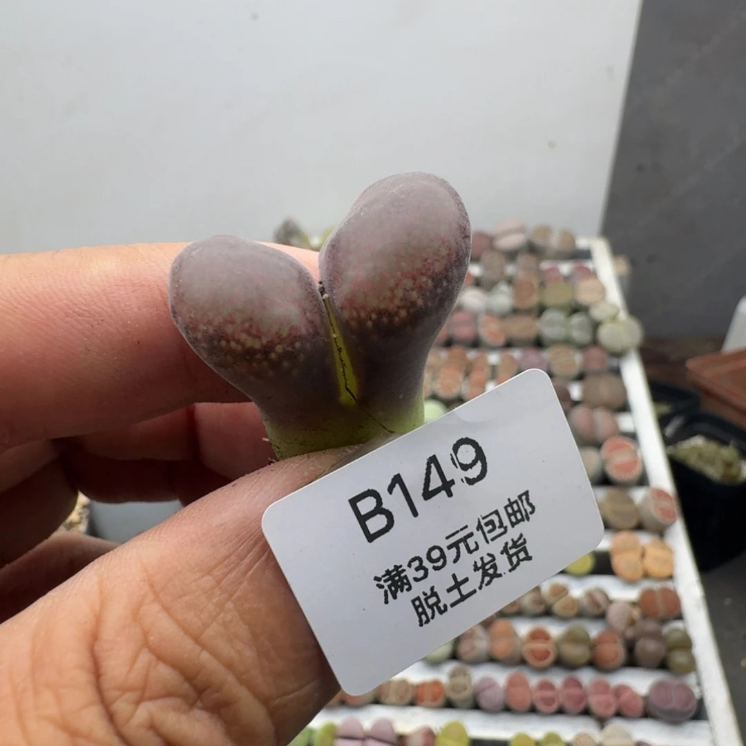 149哈哈哈哈哈哈哈哈