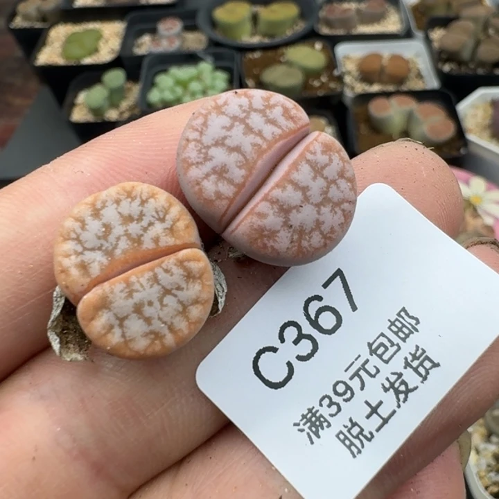 367哈哈哈哈哈哈哈哈