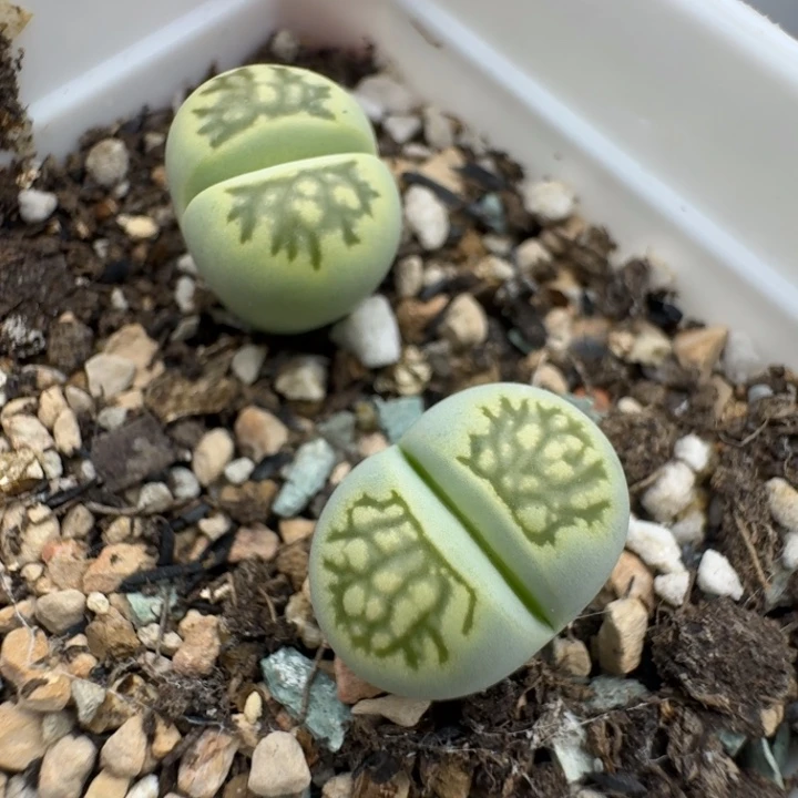 39包邮339绿菊福利11111
