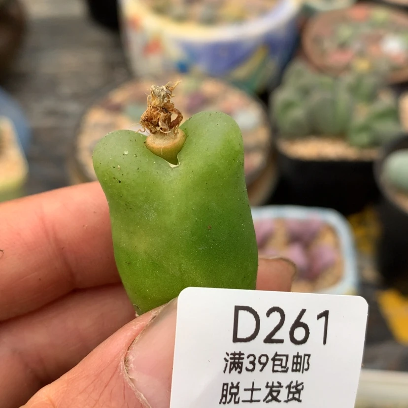 【闪购商品】颖**咪261号