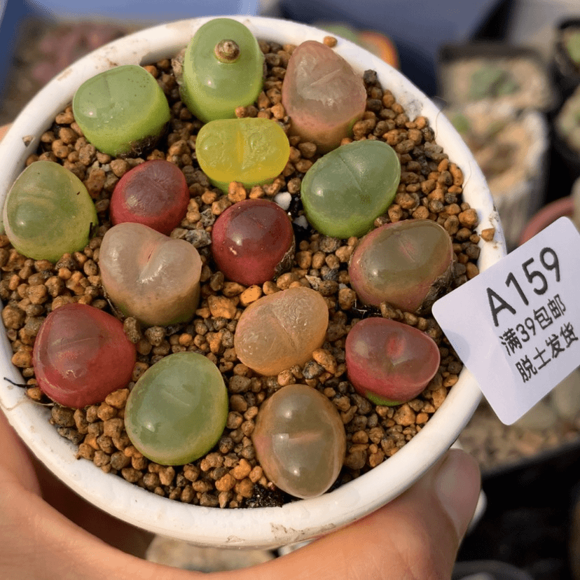 【闪购商品】39包邮
