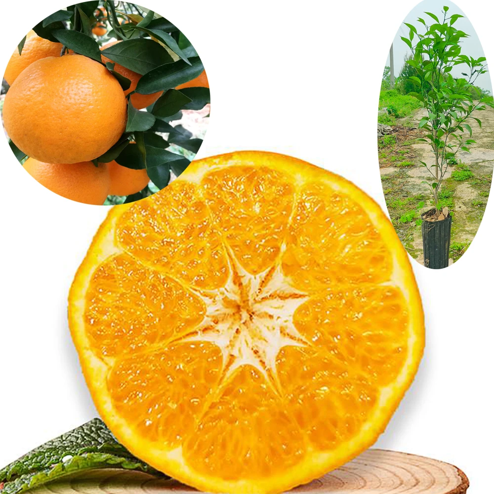 地栽 带杯 大雅柑橘苗 正品【原土原杯】种植基地直接发货