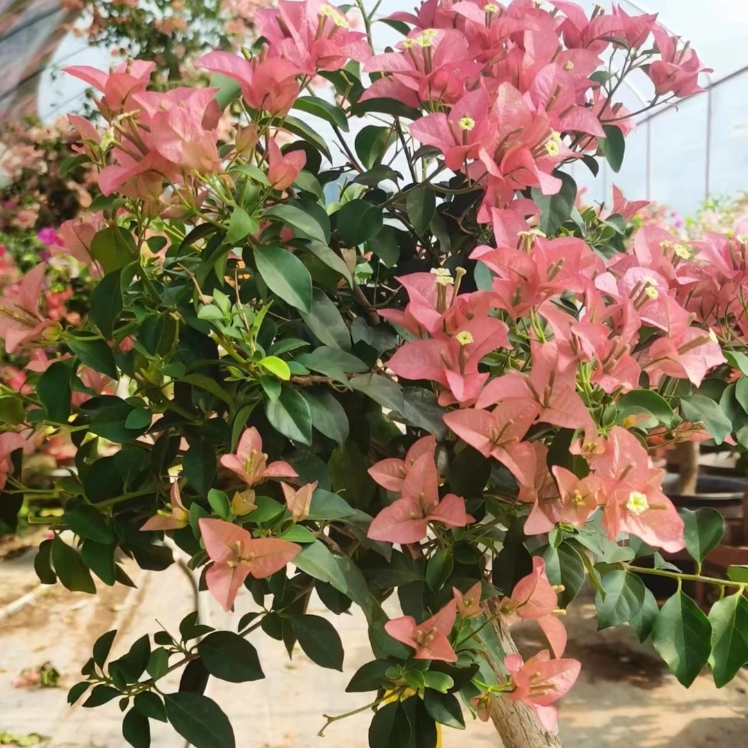 勤花三角梅  多多园艺