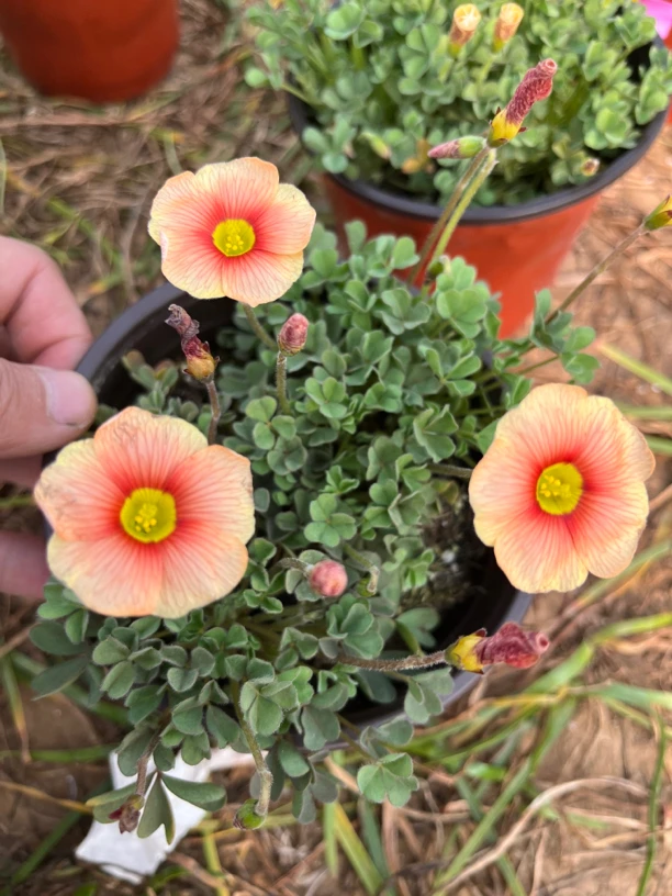 酢浆草火烧云爆花品种12口径小盆介意勿拍