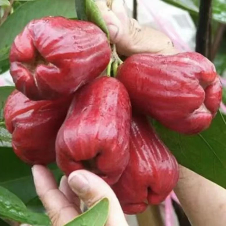 黑糖芭比莲雾果树苗 嫁接苗黑金刚莲雾 大叶红莲雾 庭院盆栽地栽