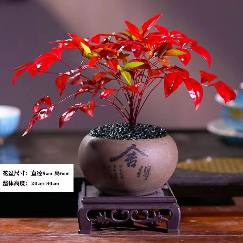 年宵花火焰南天竹盆栽小盆景适合室内外养植优雅美丽绿植花卉工艺