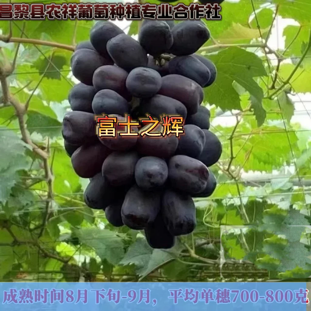 农祥苗木-富士之辉【嫁接】葡萄苗
