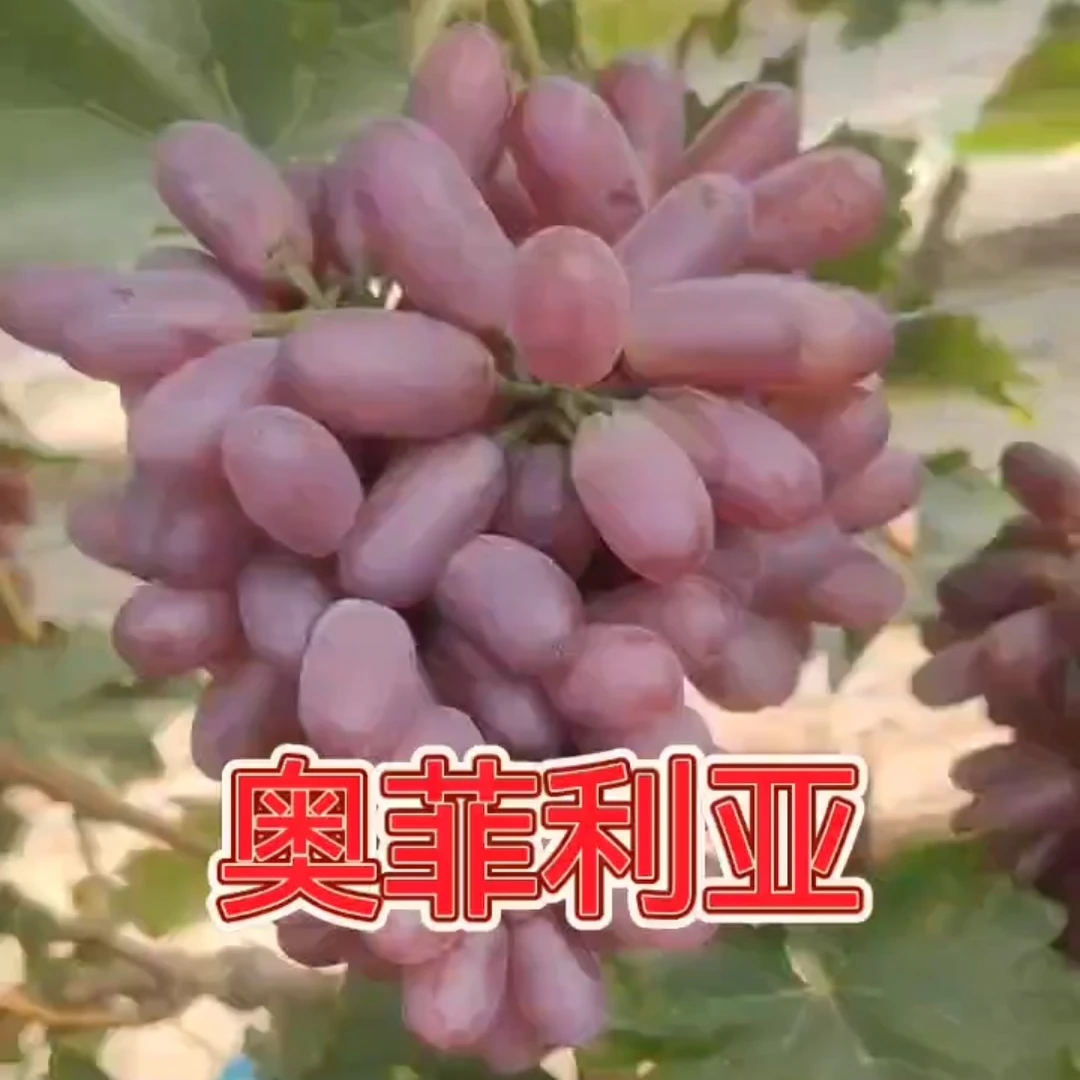 农祥苗木-奥菲利亚【扦插】葡萄苗