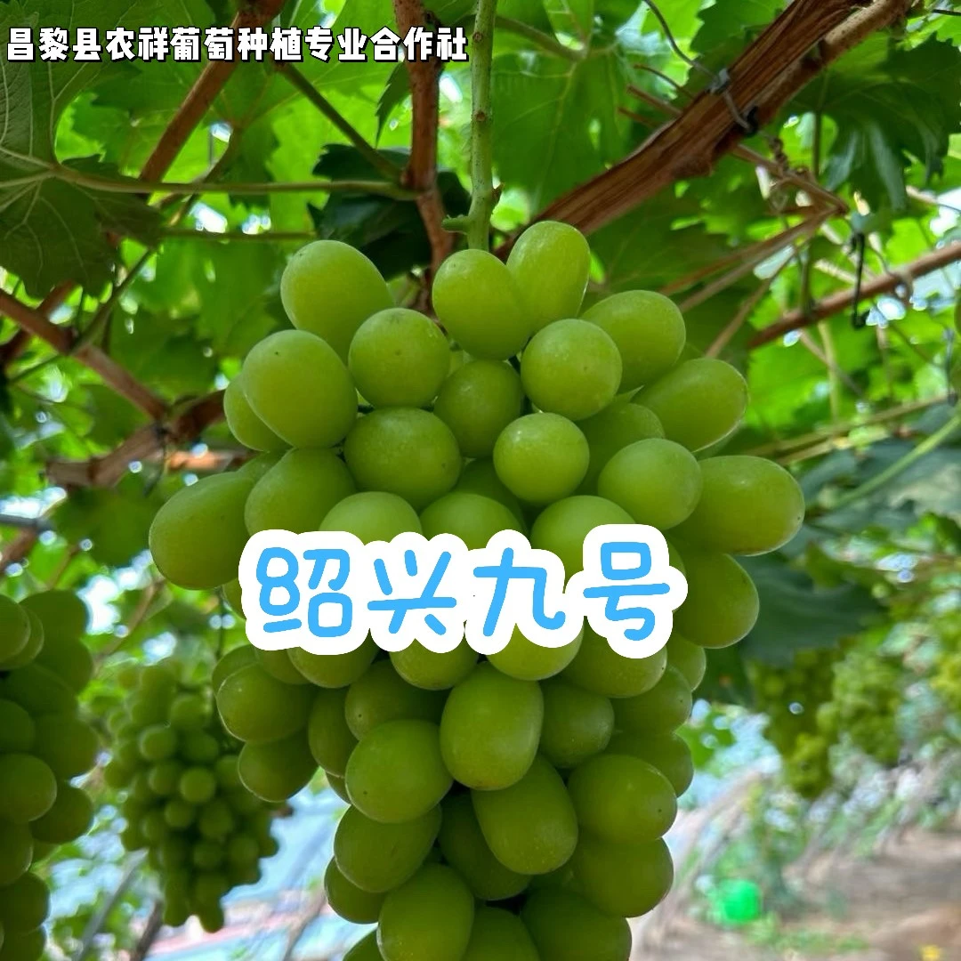 农祥苗木-绍星九号【嫁接】葡葡苗