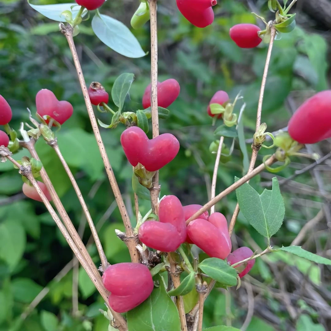 盆景素材爱心果。