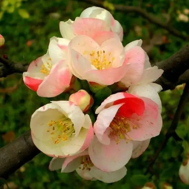 原生东阳锦复色海棠花。室内室外盆栽耐寒植物。