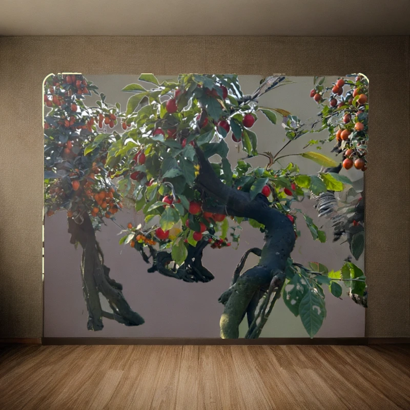 老鸦柿罗汉松，直播间一物一拍