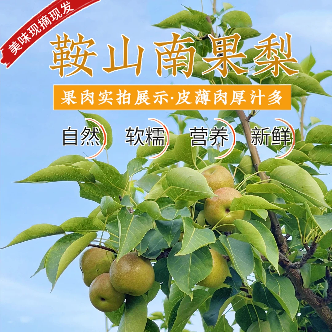 【大伟专宠粉/南果梨】全规格/九龙湖种植基地直发/5斤装/青果发货