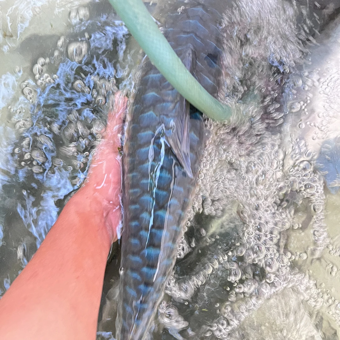 异口蓝吉罗金吉罗红吉罗黄尾桥街史氏保山吉罗墨头观赏鱼养宠装备