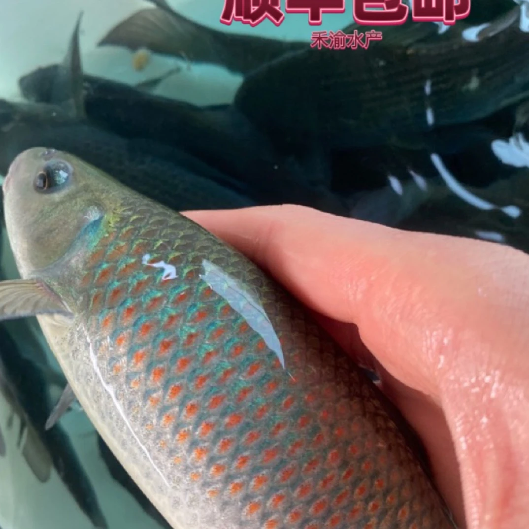 青龙棒华鲮鱼广温淡水观赏鱼