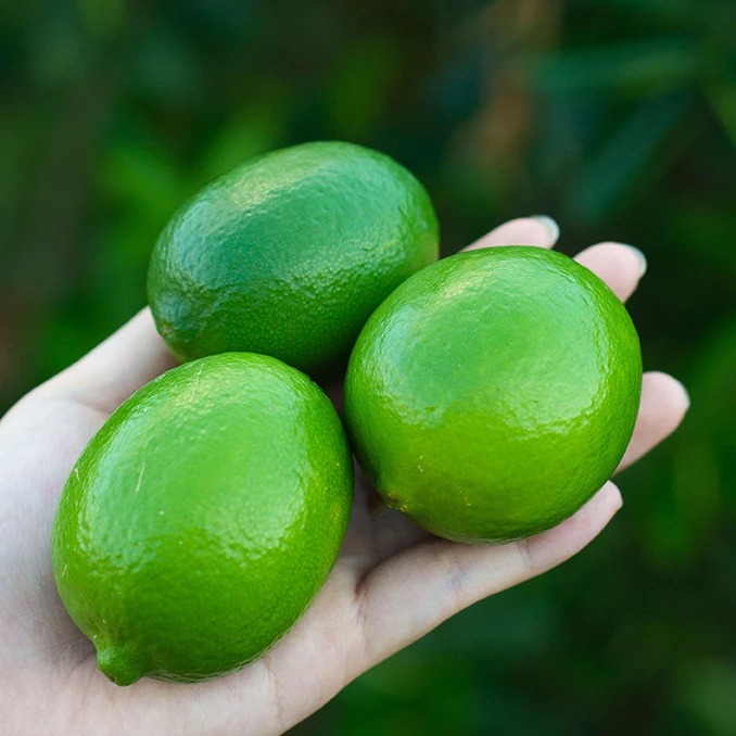 一级果塔西提无籽薄皮青柠檬四季青新鲜采摘皮薄多汁柠檬奶茶鲜果