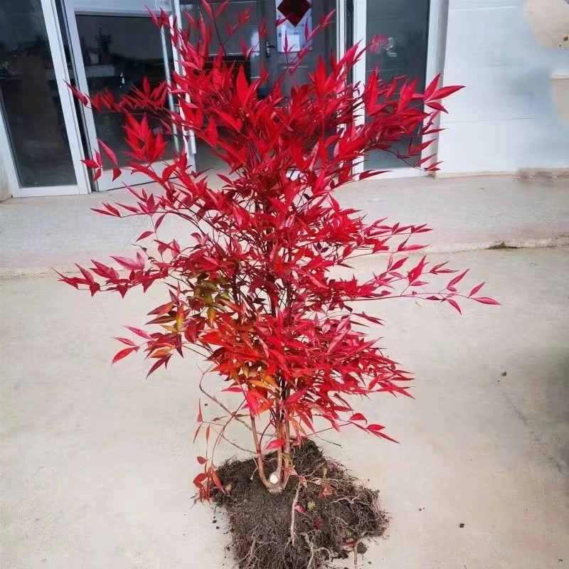 火焰南天竹盆栽地栽好养植物