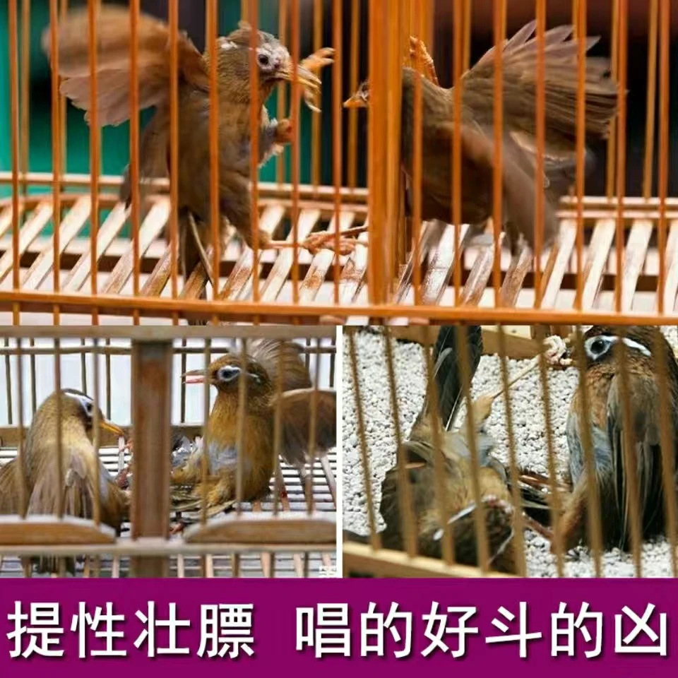 贵州凯里手工苗王鸟食提性上火