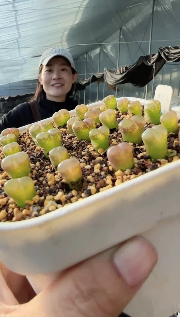 【闪购商品】22-61 msg2852一个一组