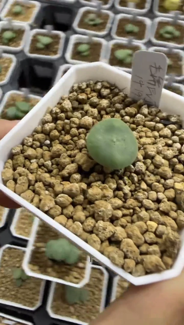 【闪购商品】30-150