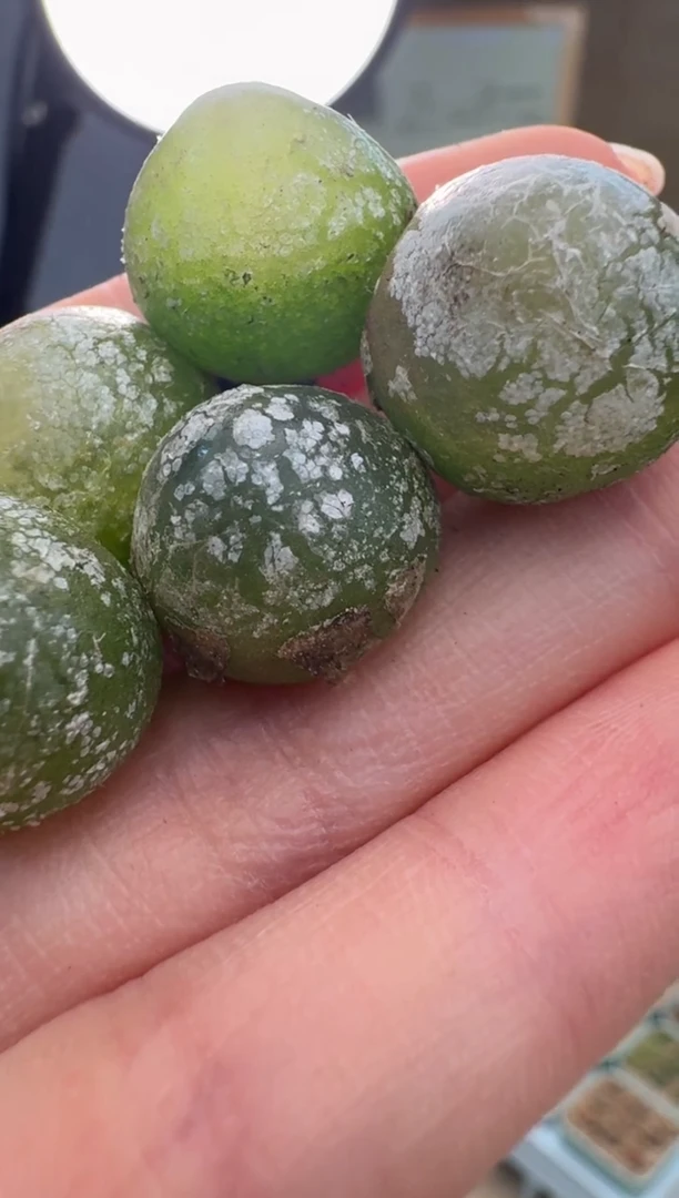 【闪购商品】14-22乔本灯泡一颗