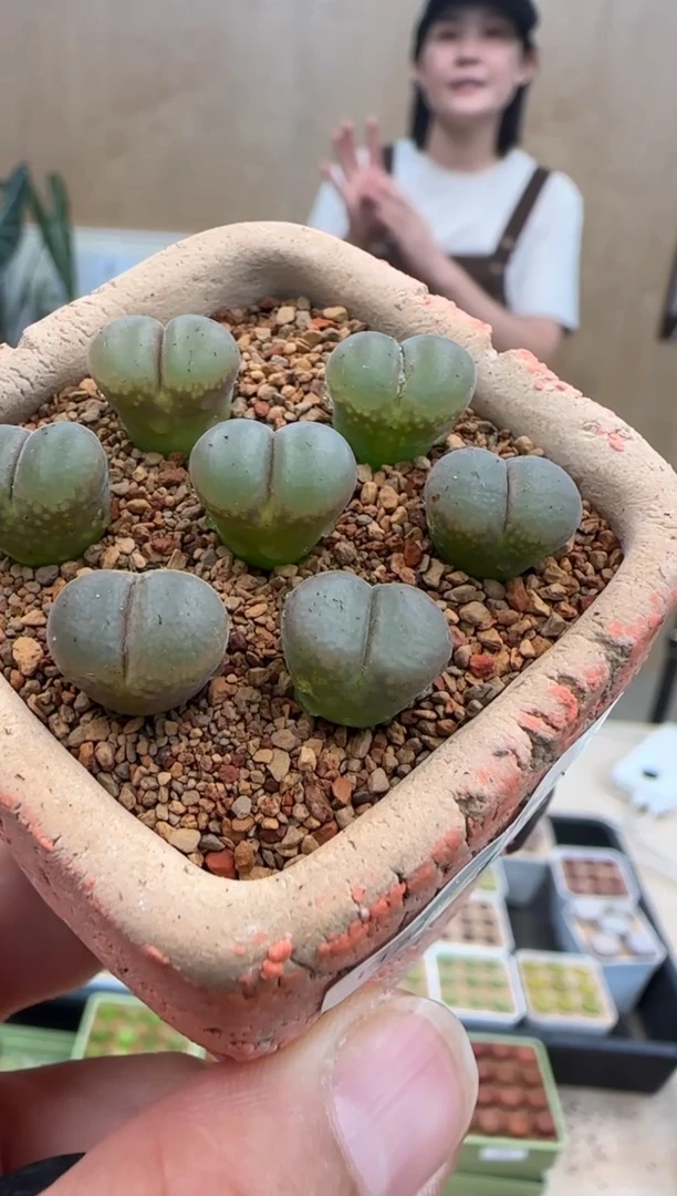 【闪购商品】30-60日系紫熊猫一个一组