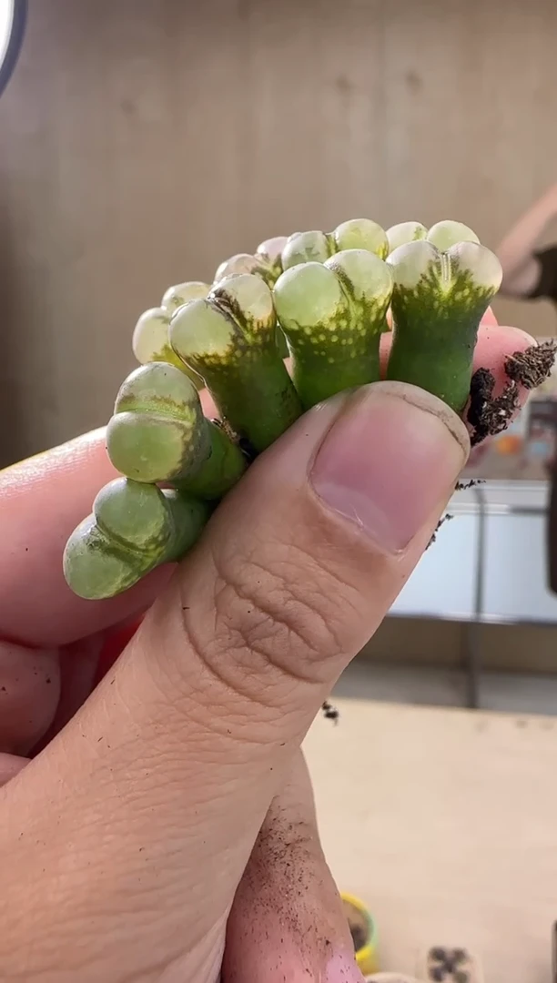 【闪购商品】21-23鲑鱼粉一颗