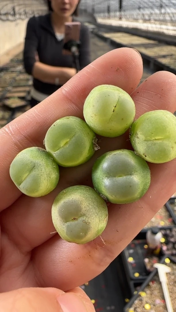 【闪购商品】3-26    EF534拉登大一颗