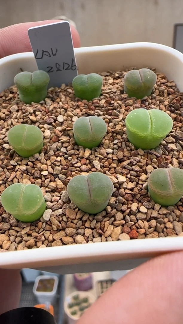 【闪购商品】20-10粉女一个一组