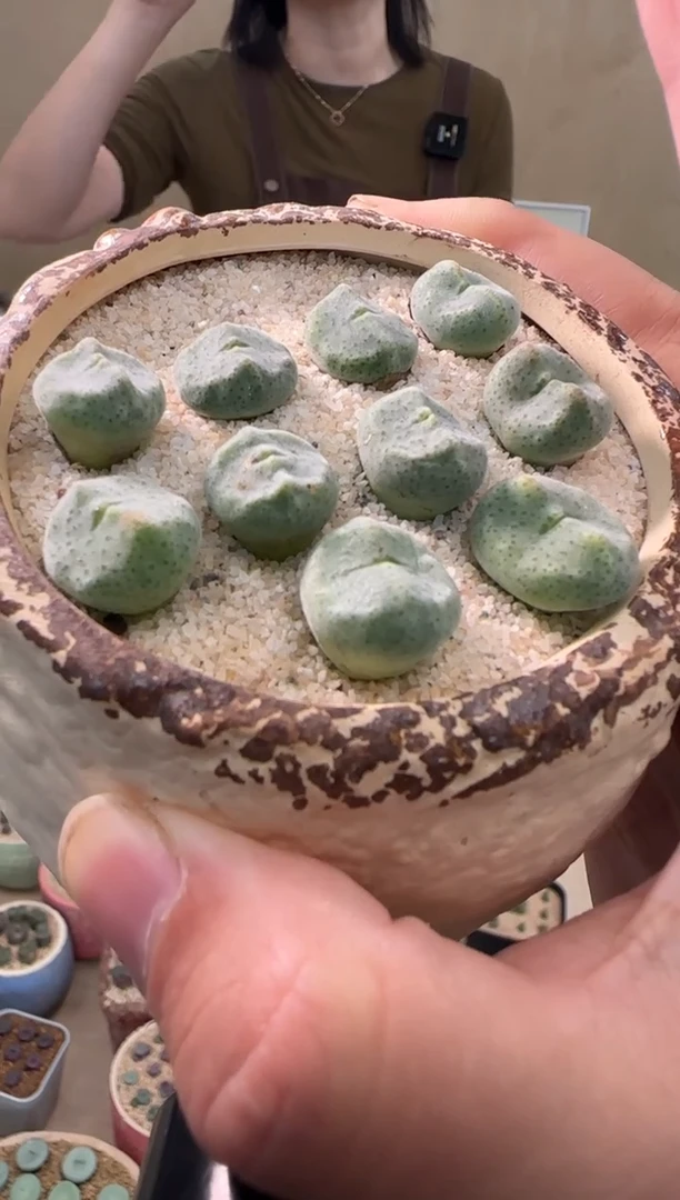 【闪购商品】21-24绿豆糕ts一颗