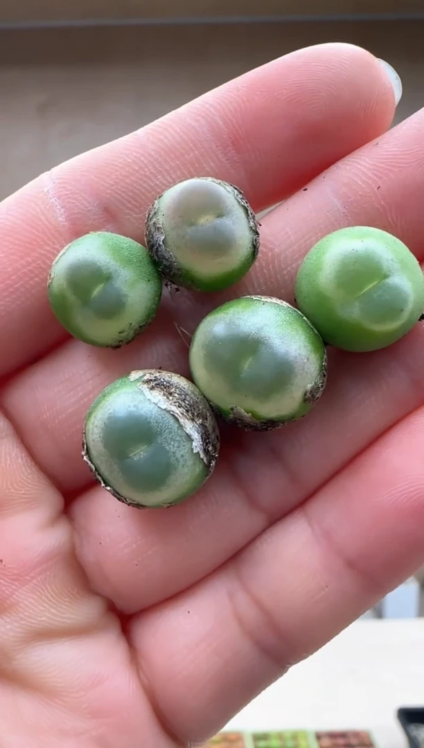 【闪购商品】18-6桃尻娘拉登一个一组