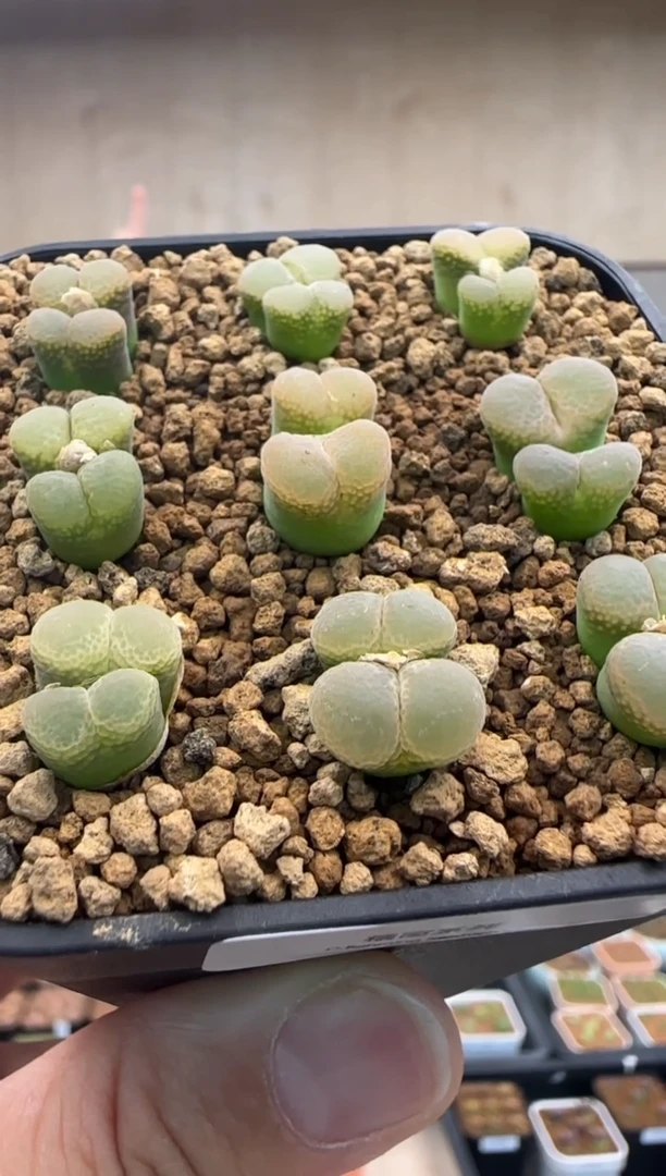 【闪购商品】19-25糯窗系列一个一组