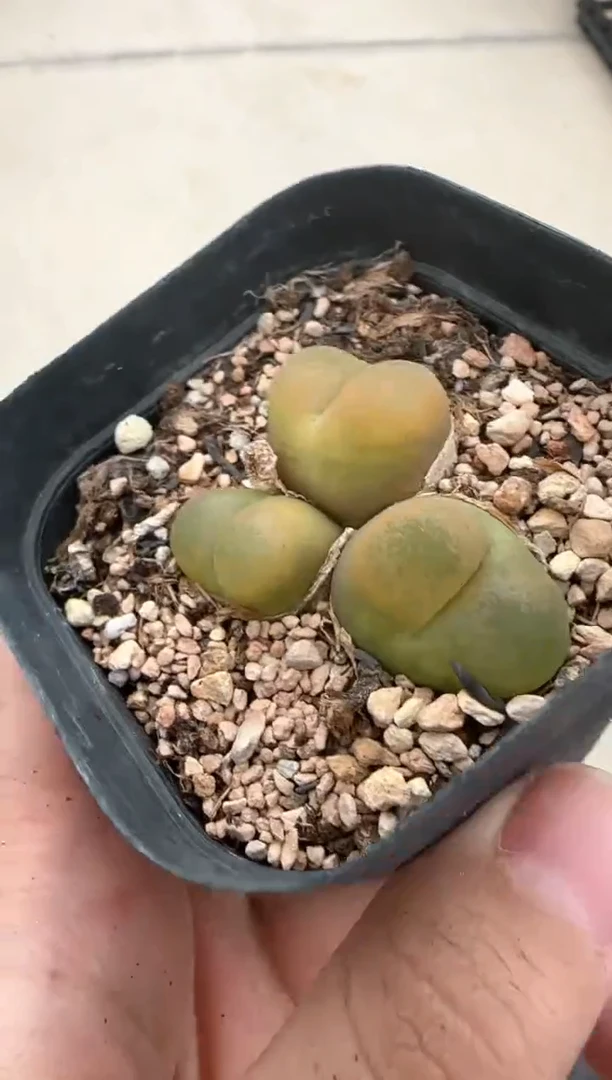 【闪购商品】20-127