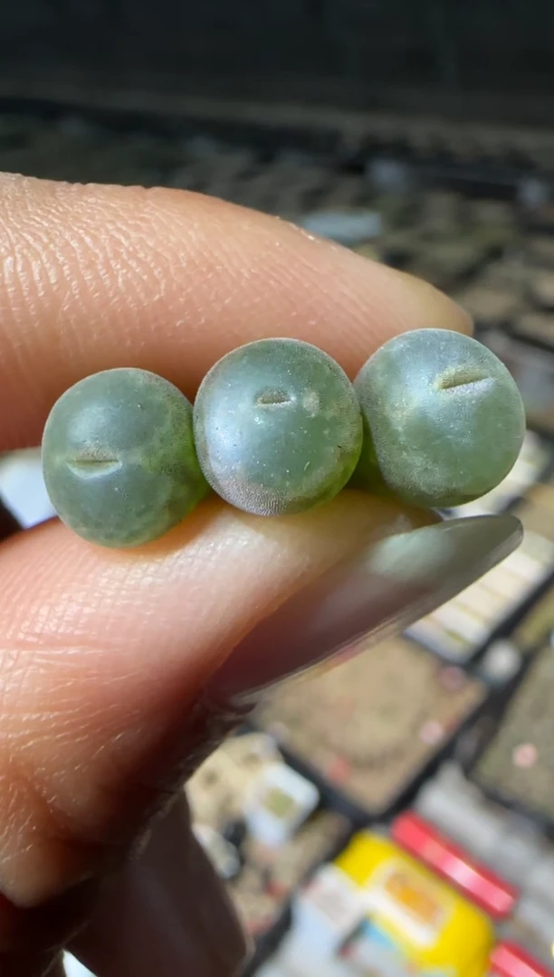 【闪购商品】3-36安格一颗