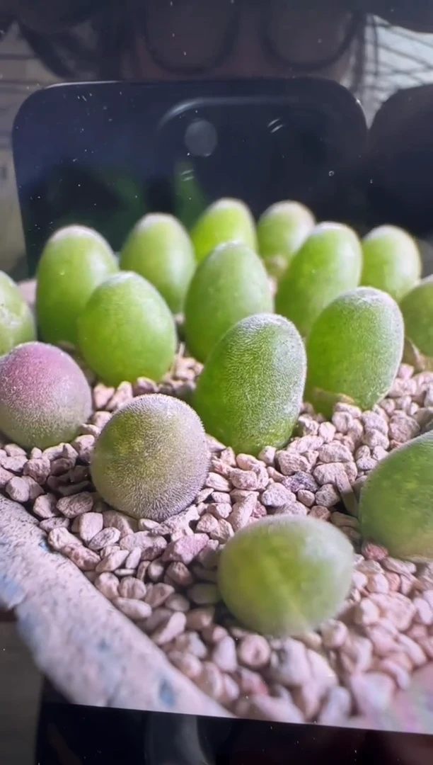 【闪购商品】19-47宝辉一颗