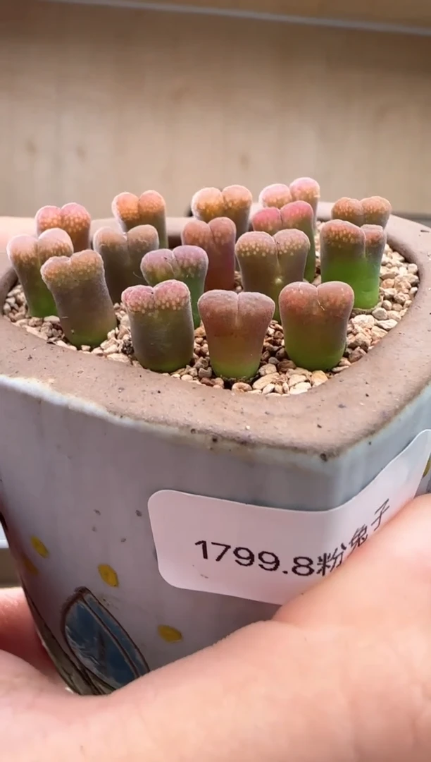 【闪购商品】18-15粉兔子一个一组