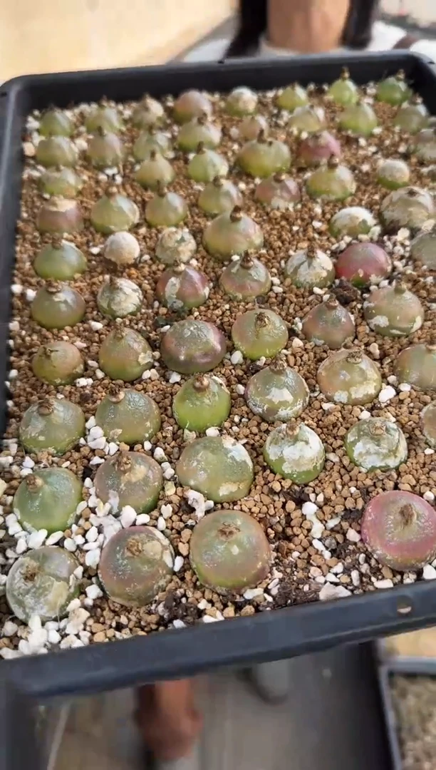 【闪购商品】29-10灯泡大一个一组