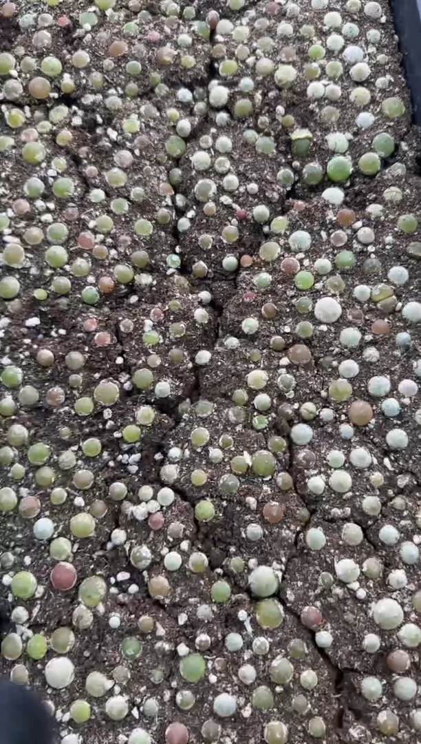 【闪购商品】30-8哈默灯泡一个一组