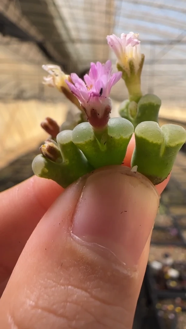 【闪购商品】19-6  Y400一颗