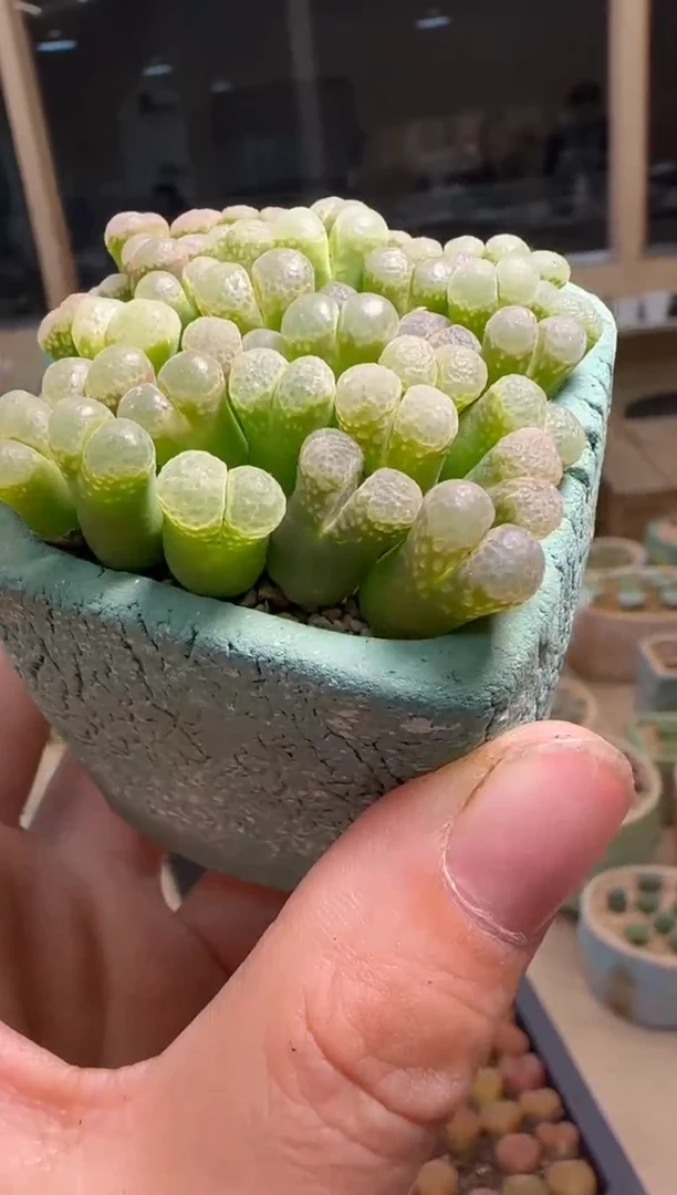 【闪购商品】21-7粉樱1453.9一颗