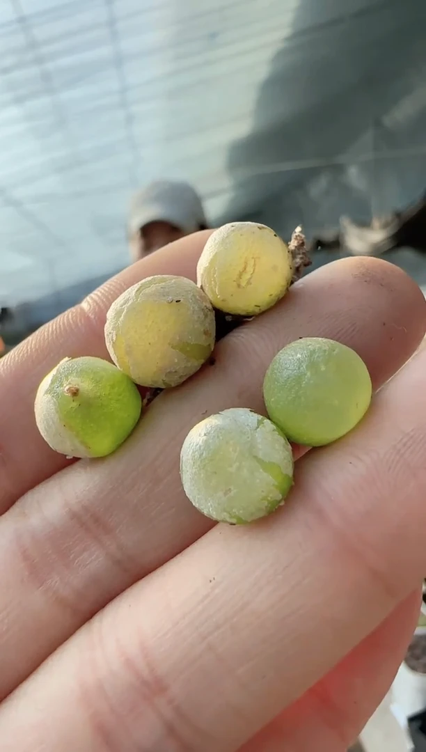 【闪购商品】22-33哈默灯泡一个一组